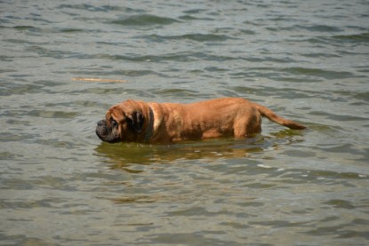 Continental Bulldogs Seeblickbulls Bilderalbum - am See am 15.07.15