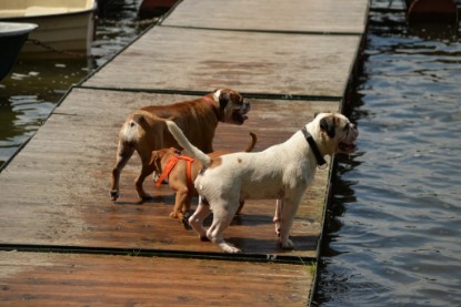 Continental Bulldogs Seeblickbulls Bilderalbum - am See am 15.07.15