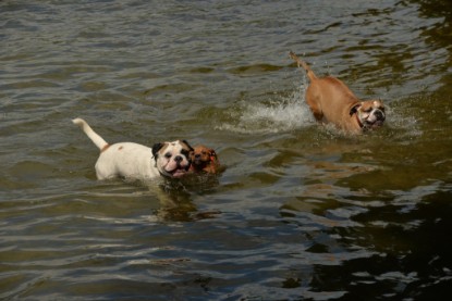 Continental Bulldogs Seeblickbulls Bilderalbum - am See am 15.07.15