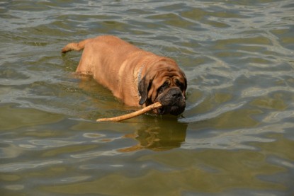 Continental Bulldogs Seeblickbulls Bilderalbum - am See am 15.07.15