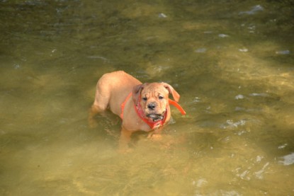 Continental Bulldogs Seeblickbulls Bilderalbum - am See am 15.07.15