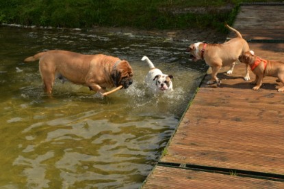 Continental Bulldogs Seeblickbulls Bilderalbum - am See am 15.07.15