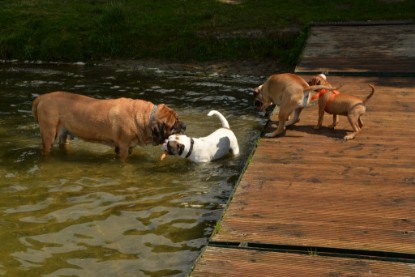 Continental Bulldogs Seeblickbulls Bilderalbum - am See am 15.07.15