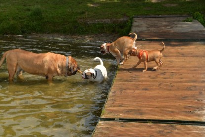 Continental Bulldogs Seeblickbulls Bilderalbum - am See am 15.07.15