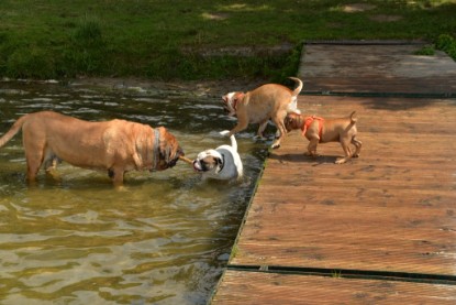 Continental Bulldogs Seeblickbulls Bilderalbum - am See am 15.07.15