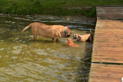 Continental Bulldogs Seeblickbulls Bilderalbum - am See am 15.07.15