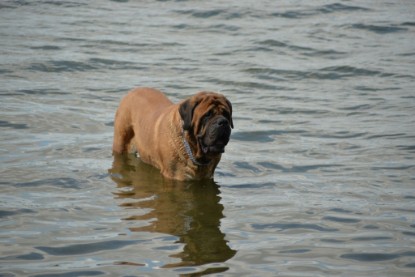 Continental Bulldogs Seeblickbulls Bilderalbum - am See am 15.07.15