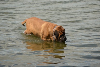 Continental Bulldogs Seeblickbulls Bilderalbum - am See am 15.07.15