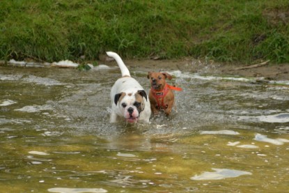 Continental Bulldogs Seeblickbulls Bilderalbum - am See am 15.07.15