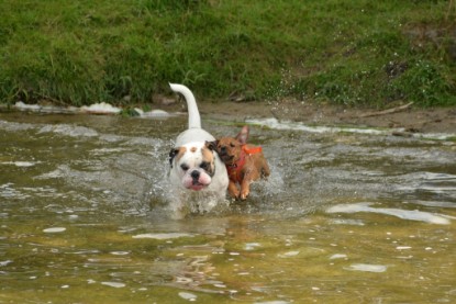 Continental Bulldogs Seeblickbulls Bilderalbum - am See am 15.07.15