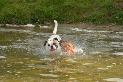 Continental Bulldogs Seeblickbulls Bilderalbum - am See am 15.07.15