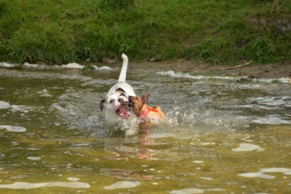 Continental Bulldogs Seeblickbulls Bilderalbum - am See am 15.07.15