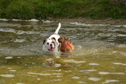 Continental Bulldogs Seeblickbulls Bilderalbum - am See am 15.07.15