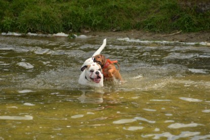 Continental Bulldogs Seeblickbulls Bilderalbum - am See am 15.07.15