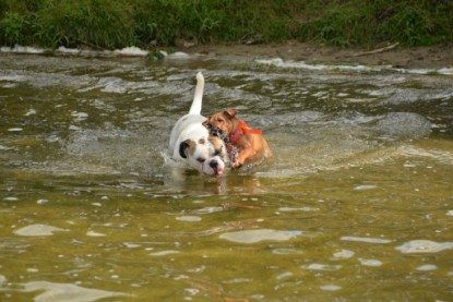 Continental Bulldogs Seeblickbulls Bilderalbum - am See am 15.07.15