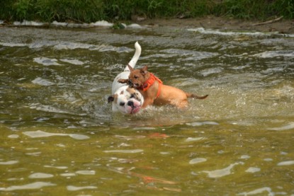 Continental Bulldogs Seeblickbulls Bilderalbum - am See am 15.07.15