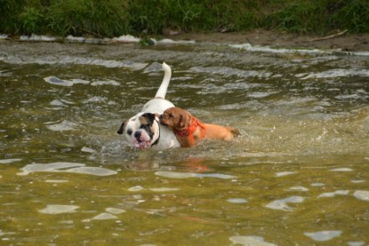 Continental Bulldogs Seeblickbulls Bilderalbum - am See am 15.07.15