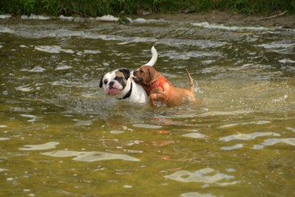 Continental Bulldogs Seeblickbulls Bilderalbum - am See am 15.07.15