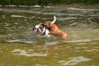 Continental Bulldogs Seeblickbulls Bilderalbum - am See am 15.07.15