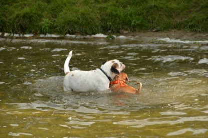 Continental Bulldogs Seeblickbulls Bilderalbum - am See am 15.07.15