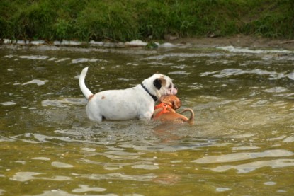 Continental Bulldogs Seeblickbulls Bilderalbum - am See am 15.07.15