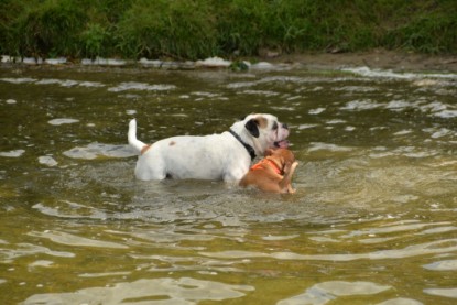 Continental Bulldogs Seeblickbulls Bilderalbum - am See am 15.07.15