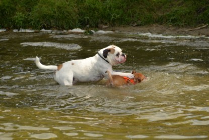 Continental Bulldogs Seeblickbulls Bilderalbum - am See am 15.07.15