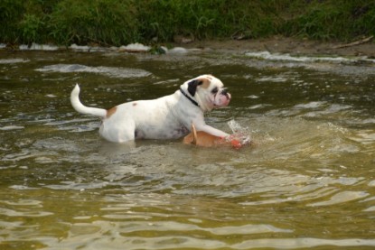 Continental Bulldogs Seeblickbulls Bilderalbum - am See am 15.07.15