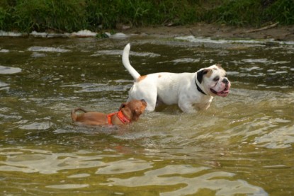 Continental Bulldogs Seeblickbulls Bilderalbum - am See am 15.07.15