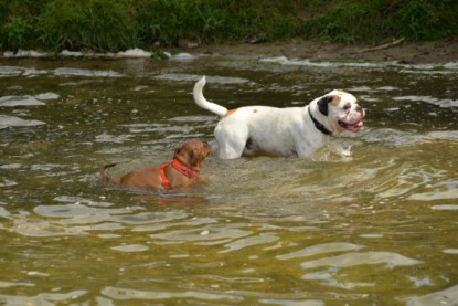 Continental Bulldogs Seeblickbulls Bilderalbum - am See am 15.07.15