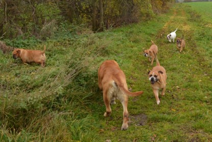 Continental Bulldogs Seeblickbulls Bilderalbum - Kurztrip am 07.11.2015