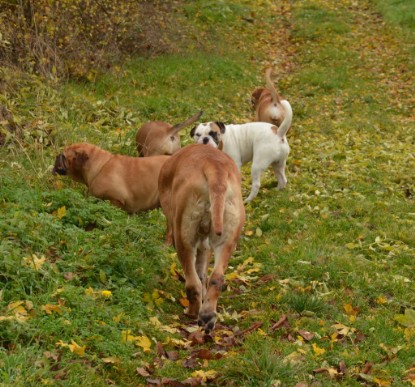 Continental Bulldogs Seeblickbulls Bilderalbum - Kurztrip am 07.11.2015