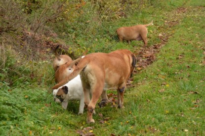 Continental Bulldogs Seeblickbulls Bilderalbum - Kurztrip am 07.11.2015