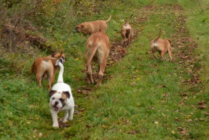 Continental Bulldogs Seeblickbulls Bilderalbum - Kurztrip am 07.11.2015