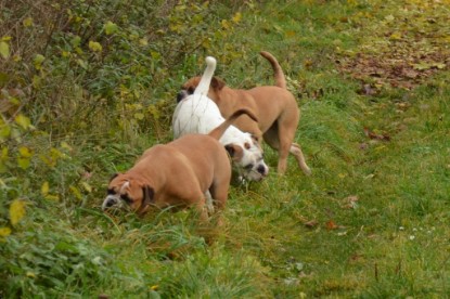 Continental Bulldogs Seeblickbulls Bilderalbum - Kurztrip am 07.11.2015