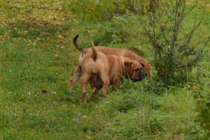 Continental Bulldogs Seeblickbulls Bilderalbum - Kurztrip am 07.11.2015