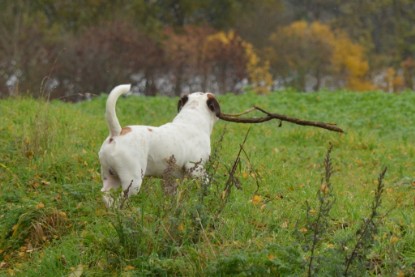 Continental Bulldogs Seeblickbulls Bilderalbum - Kurztrip am 07.11.2015