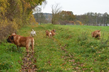 Continental Bulldogs Seeblickbulls Bilderalbum - Kurztrip am 07.11.2015