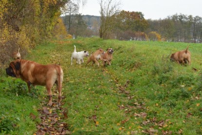 Continental Bulldogs Seeblickbulls Bilderalbum - Kurztrip am 07.11.2015