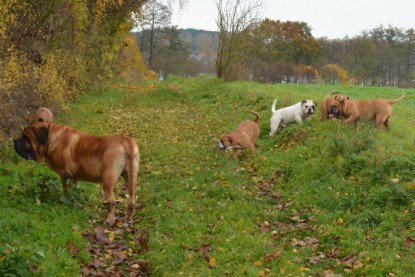 Continental Bulldogs Seeblickbulls Bilderalbum - Kurztrip am 07.11.2015