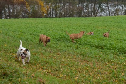 Continental Bulldogs Seeblickbulls Bilderalbum - Kurztrip am 07.11.2015