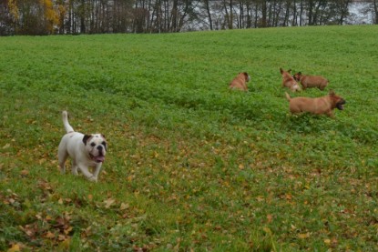 Continental Bulldogs Seeblickbulls Bilderalbum - Kurztrip am 07.11.2015