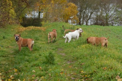 Continental Bulldogs Seeblickbulls Bilderalbum - Kurztrip am 07.11.2015