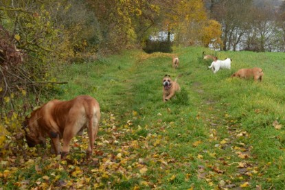 Continental Bulldogs Seeblickbulls Bilderalbum - Kurztrip am 07.11.2015