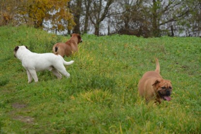 Continental Bulldogs Seeblickbulls Bilderalbum - Kurztrip am 07.11.2015