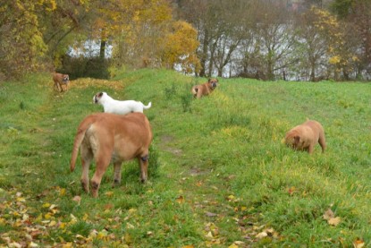 Continental Bulldogs Seeblickbulls Bilderalbum - Kurztrip am 07.11.2015