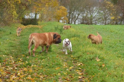 Continental Bulldogs Seeblickbulls Bilderalbum - Kurztrip am 07.11.2015