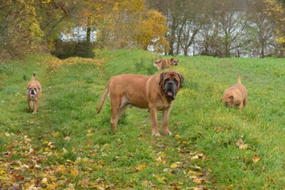 Continental Bulldogs Seeblickbulls Bilderalbum - Kurztrip am 07.11.2015