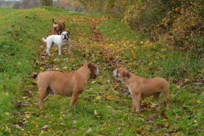 Continental Bulldogs Seeblickbulls Bilderalbum - Kurztrip am 07.11.2015