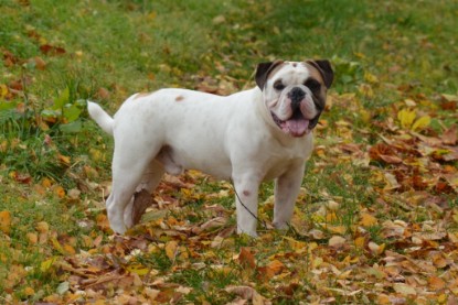 Continental Bulldogs Seeblickbulls Bilderalbum - Kurztrip am 07.11.2015